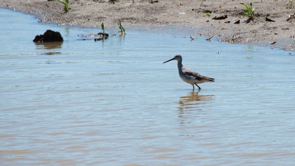 HagermanNWRGoldenYellowlegs