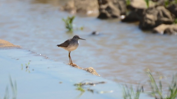 HagermanNWRLesserYellowlegs