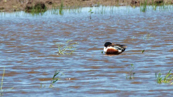 HagermanNWRNorthernShoveler