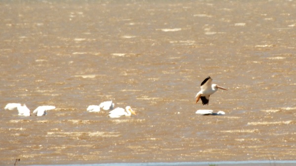 HagermanNWRWhitePelicans