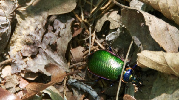 RockyPointTrailGreenBeetle
