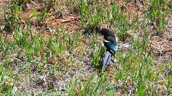 GardenOfGodsBlackBilledMagpie2 082