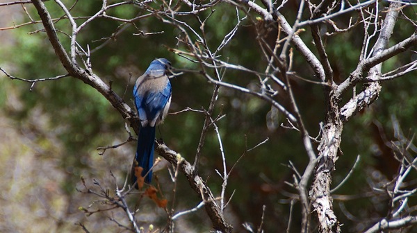 GardenOfGodsWesternScrubJay 089