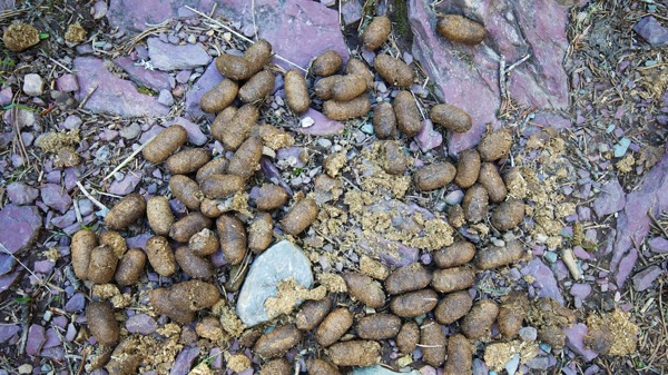 GlacierNPDeerPoop.jpg GlacierNPDeerPoop