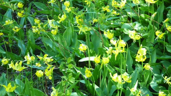 GlacierNPYellowFlowers.jpg GlacierNPYellowFlowers