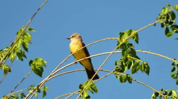 KOAHardinYellowbird1