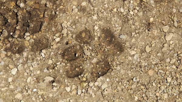 KonzaPrairieBobcatTrack