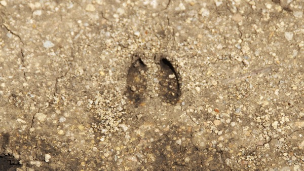 KonzaPrairieDeerHoofprint
