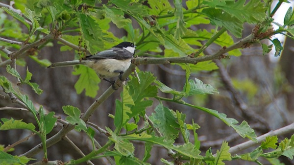 KonzaPrairieEasternPhoebe
