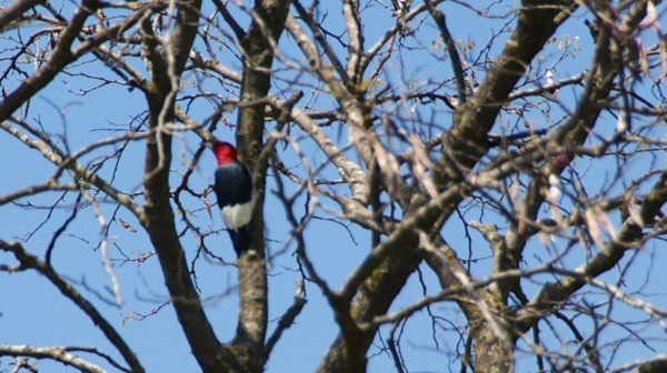 KonzaPrairieRedHeadedWoodpecker2