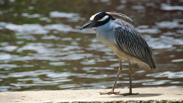 SanAntonioYellowCrownNightHeron