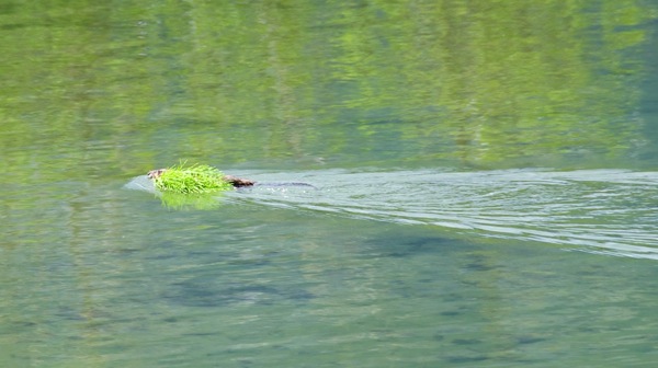 BanffNPBeaverWithDinner