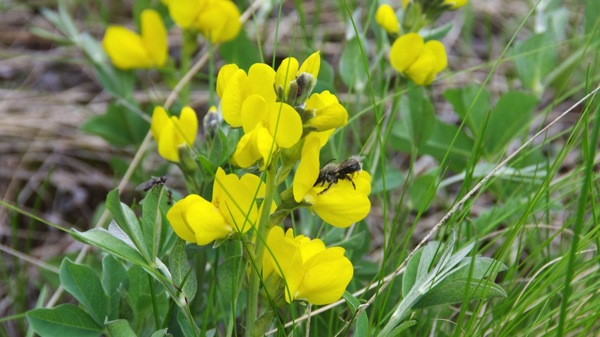 BanffNPBeeYellowFlower