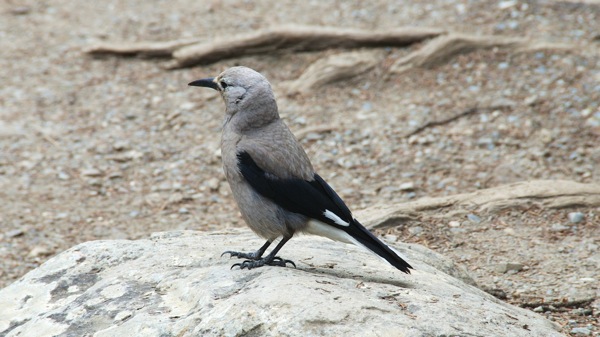 BanffNPClarksNuthatch1