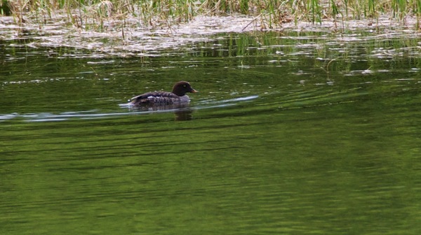 BanffNPCommonGoldeneyeDuck