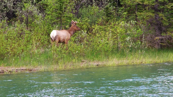 BanffNPElkRiver1