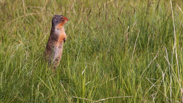 BanffNPGoldenMarmot1