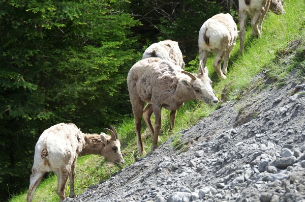 BanffNPJohnsonBighornHarem1