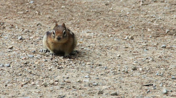BanffNPLakeLouiseGroundSquirrel1