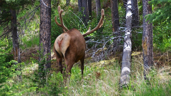 BanffNPSundanceElk1