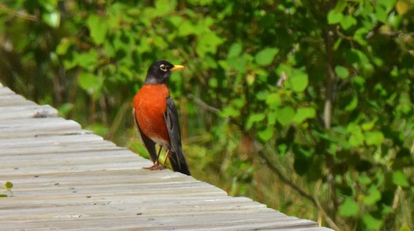 EdmontonAmericanRobin