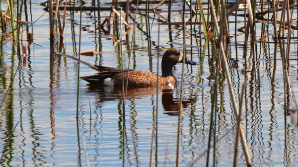 EdmontonBlueWingedTeal