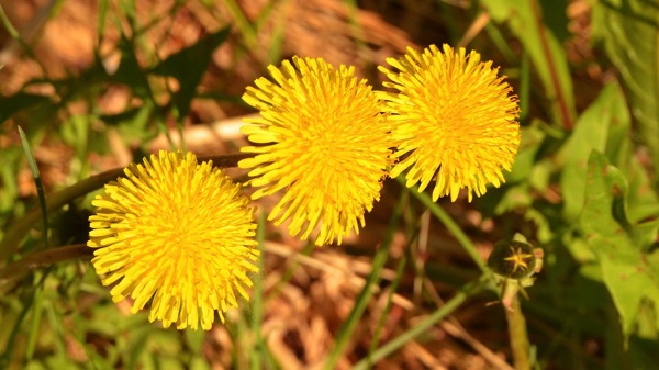 EdmontonDandelions