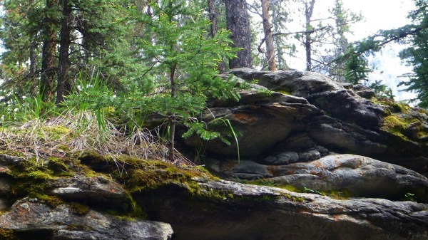 JasperNAthabascaFallsLayeredRocks.jpg JasperNAthabascaFallsLayeredRocks