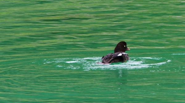 JasperNP5LakesBarrowsGoldenEye1.jpg JasperNP5LakesBarrowsGoldenEye1