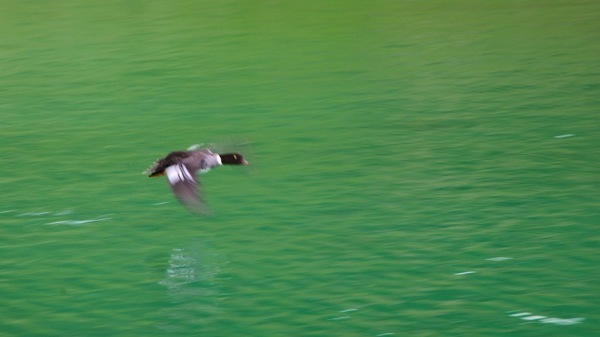 JasperNP5LakesBarrowsGoldenEye3.jpg JasperNP5LakesBarrowsGoldenEye3