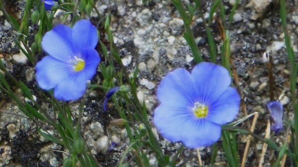 JasperNP5LakesBlueFlower.jpg JasperNP5LakesBlueFlower