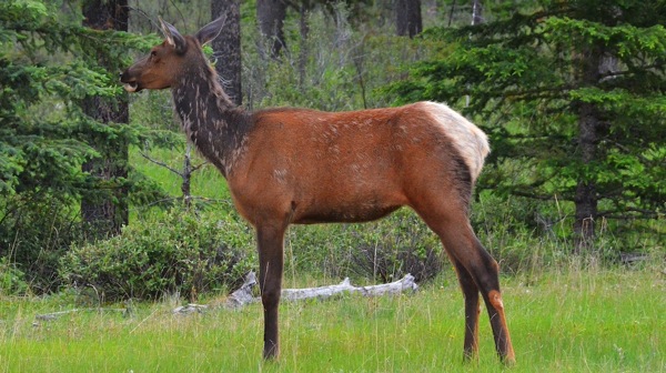 JasperNP5LakesElk.jpg JasperNP5LakesElk