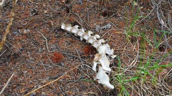 JasperNP5LakesElkSpine.jpg JasperNP5LakesElkSpine