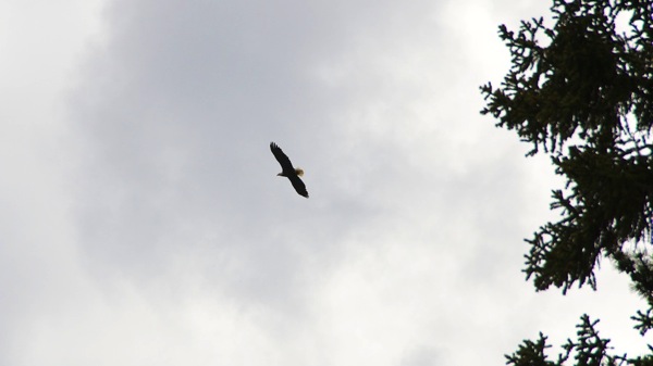 JasperNPAnnetteLakeEagle1