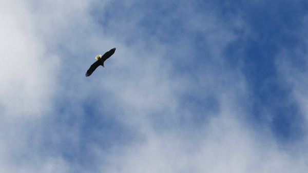 JasperNPAnnetteLakeEagle4