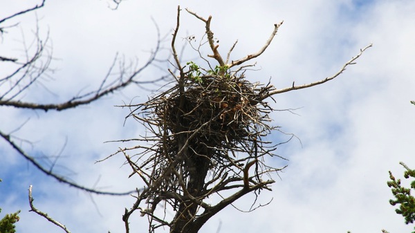 JasperNPAnnetteLakeEagleNest1