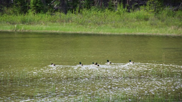 JasperNPAthabascaRiverMallards.jpg JasperNPAthabascaRiverMallards