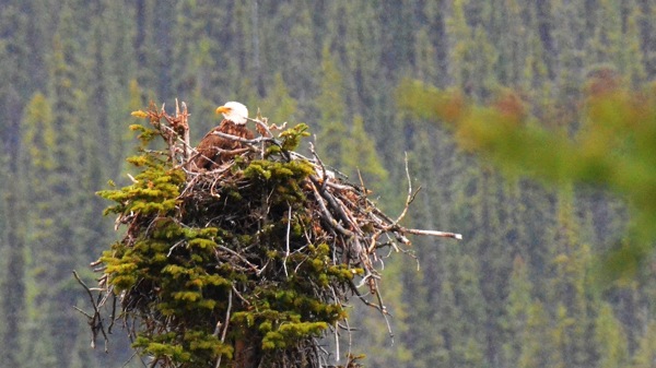 JasperNPBaldEagle1.jpg JasperNPBaldEagle1