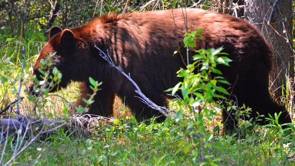 JasperNPBear2.jpg JasperNPBear2