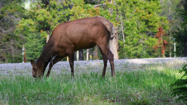 JasperNPElk2.jpg JasperNPElk2