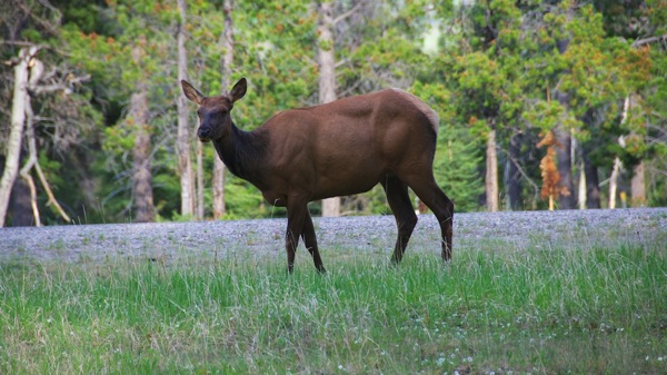 JasperNPElk3.jpg JasperNPElk3