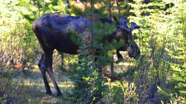 JasperNPMedicineLakeMoose1