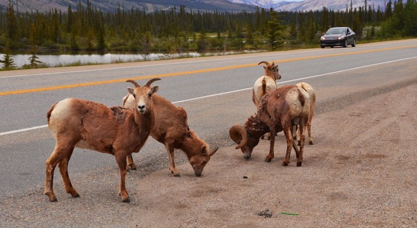 JasperNPMeitteBigHornHarem4