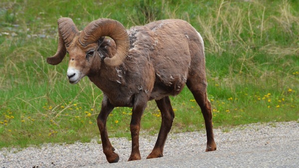 JasperNPMeitteBigHornHarem5