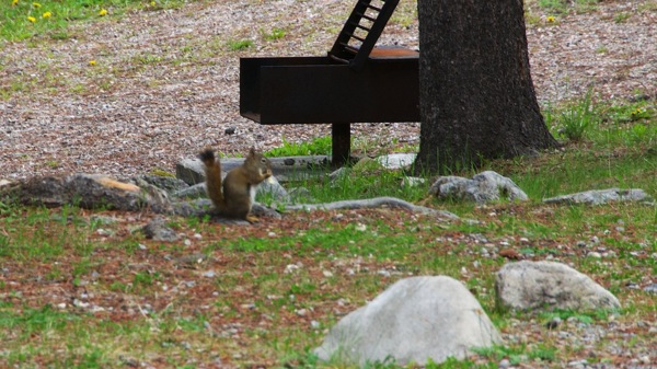 JasperNPMeitteRedSquirrel