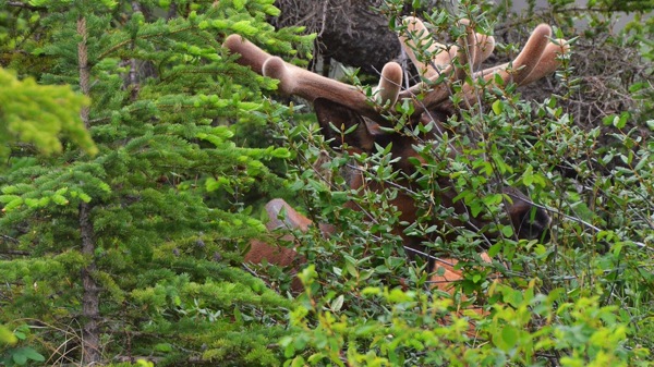 JasperNPMooseVelvet1