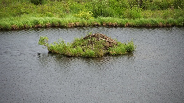 JasperNPPatriciaLakeBeaverLodge