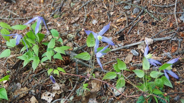 JasperNPPatriciaLakeFlowers1