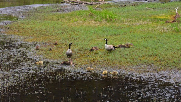 JasperNPPatriciaLakeGosling1