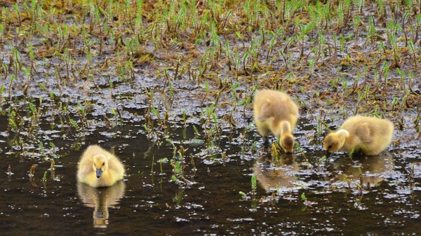 JasperNPPatriciaLakeGosling2